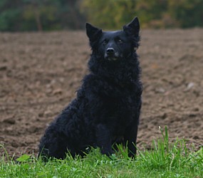 Bobby