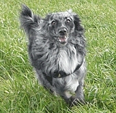 Chico