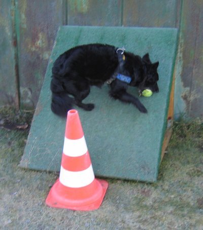 Flora beim Flyball