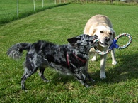 Nanook & Lupa