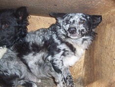 Nanook im Tierheim