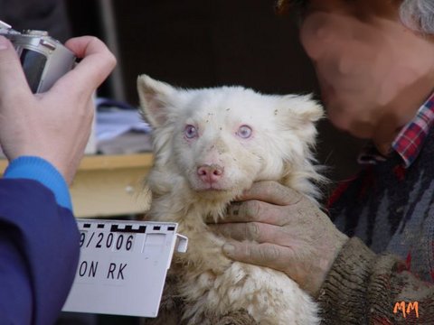 Sopron-Hunde