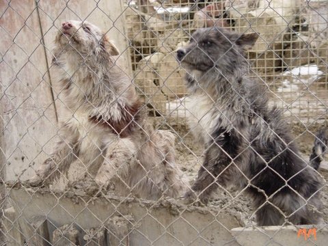 Sopron-Hunde