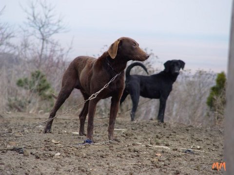 Sopron-Hunde