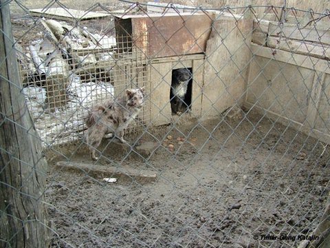 Sopron-Hunde