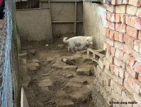 Sopron-Hunde