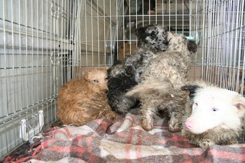 Sopron-Hunde