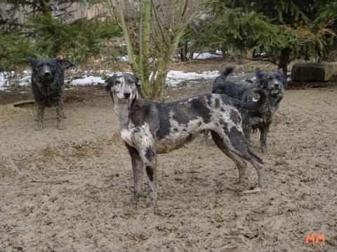 Sopron-Hunde